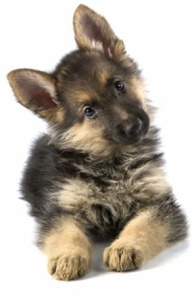 german-shepherd-puppy