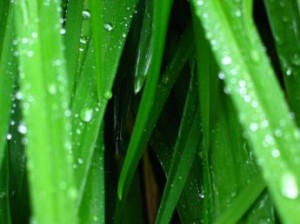 Dew shown on blades of grass