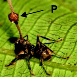 Fungus turns certain types of ants into zombies